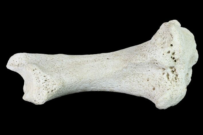 Miocene Rhino (Teleoceras) Tibia - Nebraska #143493